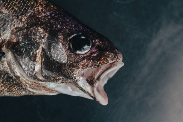 istock Fresh fish in market on dark background 1160819930