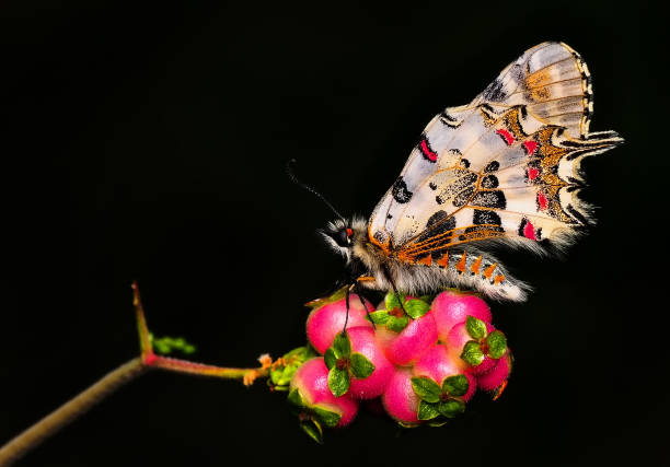 istock Closeup   beautiful butterfly sitting on flower. 1160820041