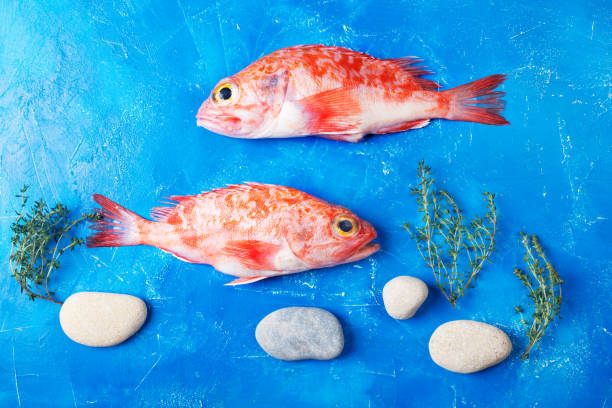 istock Sebastes or red sea bass on blue background 1160820054