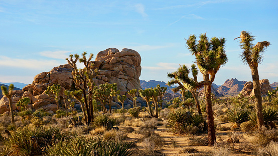 Scenic view of shrubland and rocky hills on desert, Joshua Tree National Park