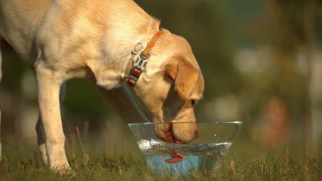 105 Dog Drinking Water Bowl Stock Videos and Royalty-Free Footage - iStock  | Dogs drinking water