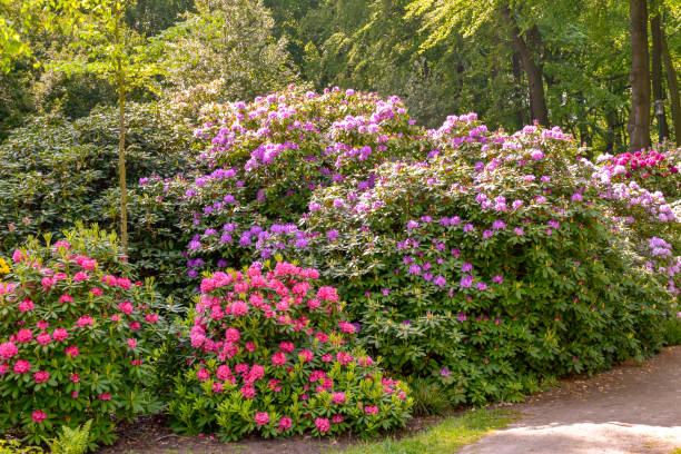 istock Rhododendron in different colours and different varieties 1160820615
