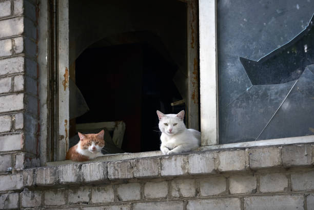 istock cats in abandoned appartment with broken window 1160821282