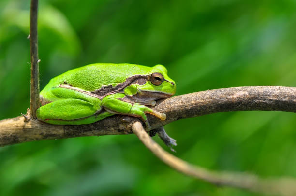 istock Beautiful Europaean Tree frog Hyla arborea 1160821356