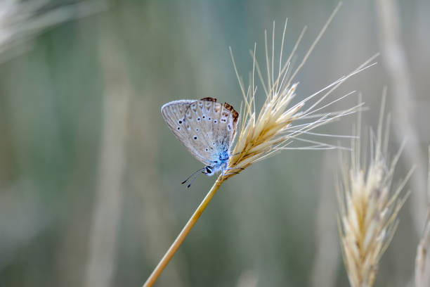istock Closeup   beautiful butterfly sitting on flower. 1160821549