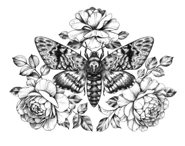 Acherontia Styx butterfly and Rose flowers Hand drawn Acherontia Styx butterfly and Rose flowers on white. Pencil drawing monochrome elegant floral composition with Death's-Head Hawkmoth top view. Illustration in vintage style, tattoo art. tattoo drawings stock illustrations