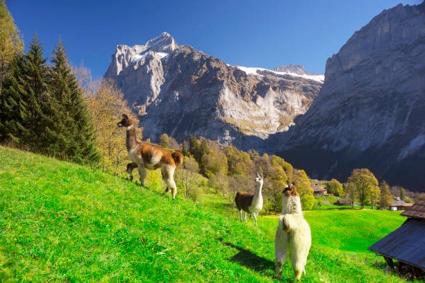 istock Lama against the backdrop of the Alps 1160823711