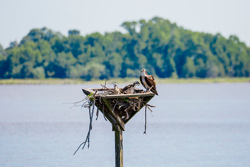 Osprey adult and two baby Osprey's on nest.