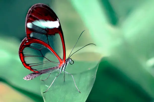 Closeup   beautiful butterfly sitting on flower.