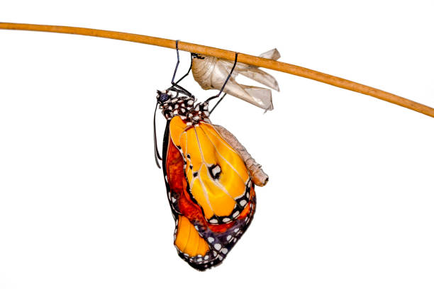 istock Amazing moment ,Monarch Butterfly , caterpillar, pupa and emerging with clipping path. 1160825227
