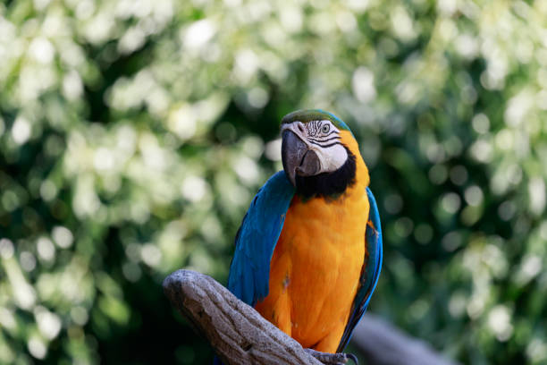 blue-and-gold macaw Ara ararauna,  high detail of a beautiful bird gold and blue macaw photos stock pictures, royalty-free photos & images