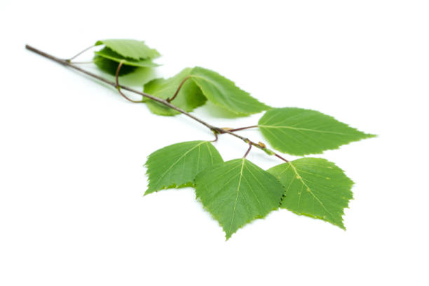 istock Birch branch with green leaves isolated on white background 1160825466