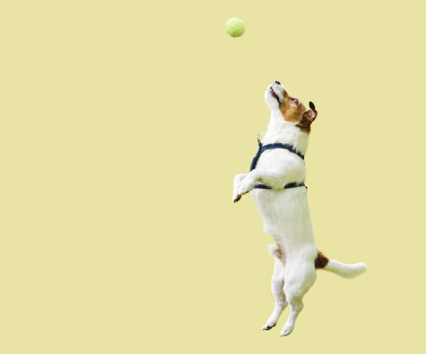 cão do terrier de jack russell que salta em linha reta acima de encontro à parede amarela para travar a esfera de tênis - pet toy - fotografias e filmes do acervo