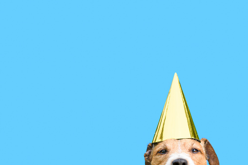 Jack Russell Terrier dog head in birthday cap