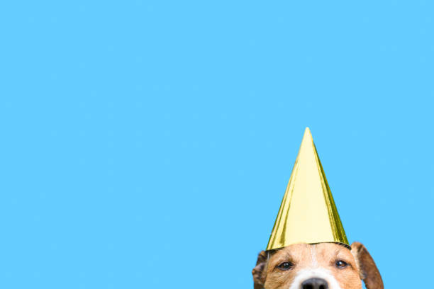 день рождения и торжества �концепции с собакой носить золотую шляпу партии - party hat birthday celebration party стоковые фото и изображения