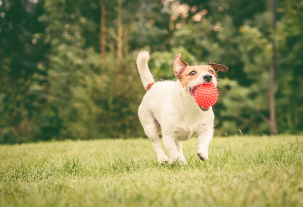 szczęśliwy pies złapał piłkę i pobiera ją na trawniku podwórku - dog park retrieving humor zdjęcia i obrazy z banku zdjęć