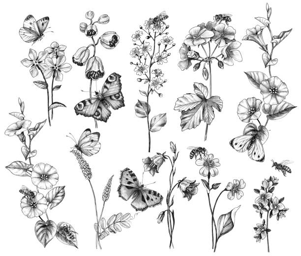 나비, 꿀벌, 야생화가 하얀색으로 고립되어 있습니다. - fly line art insect drawing stock illustrations