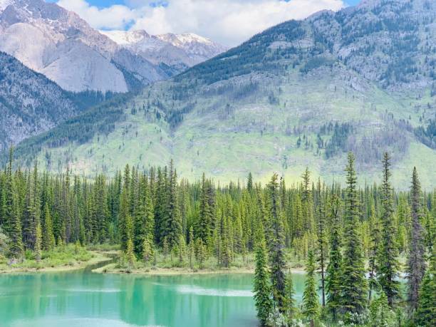 istock Canadian Lake with Mountains and Pine Trees 1160826916