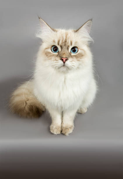 istock Portrait of a  Siberian kitten 1160827154