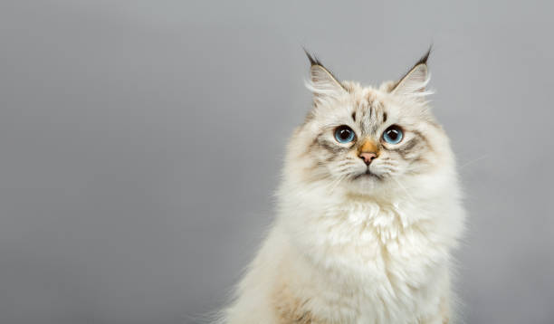verticale d'un chaton sibérien - chat sibérien photos et images de collection