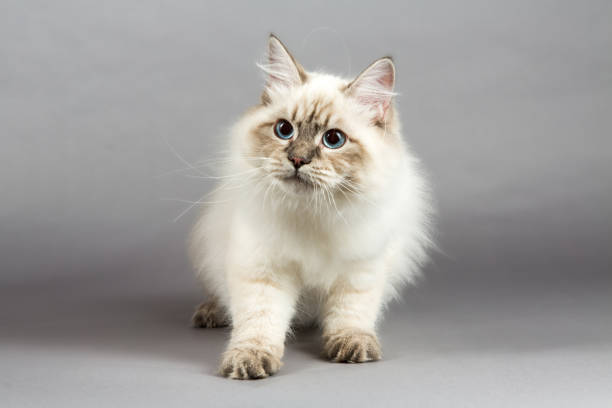 istock Portrait of a  Siberian kitten 1160827980