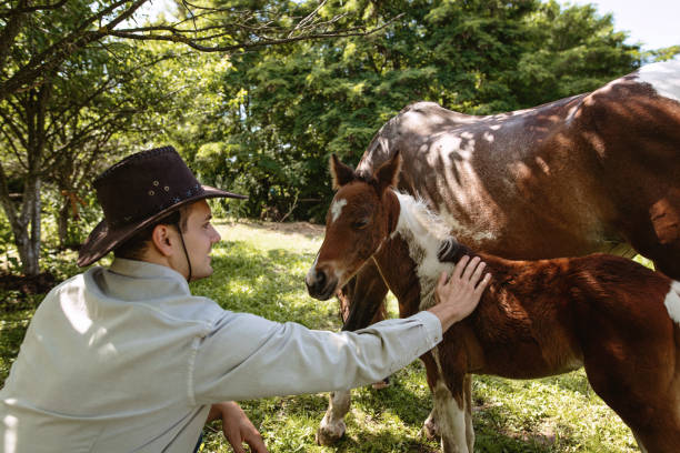 criador de caballos alegre acariciando un potro - foal mare horse newborn animal fotografías e imágenes de stock