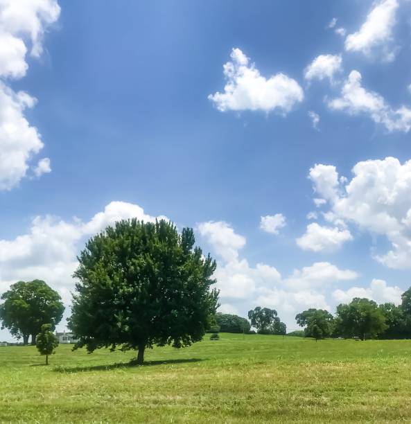 istock Trees in the Fields of Tennessee 1160828227