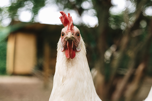Portrait of a rooster with white plumage close-up. Broiler chicken in the farm outdoors. Space for text. Selective focus.