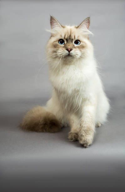 istock Portrait of a  Siberian kitten 1160828643