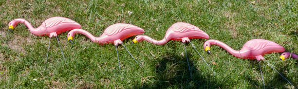 istock Pink Flamingos Snoozing 1160828755
