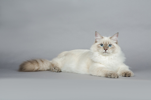 Portrait of a Siberian kitten on a grey background