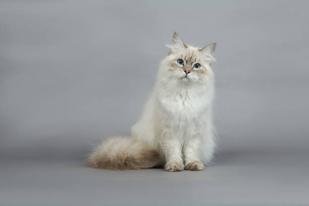 istock Portrait of a  Siberian kitten 1160829431
