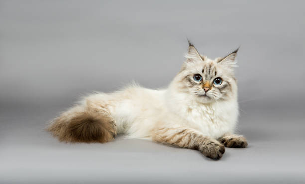 istock Portrait of a  Siberian kitten 1160829648