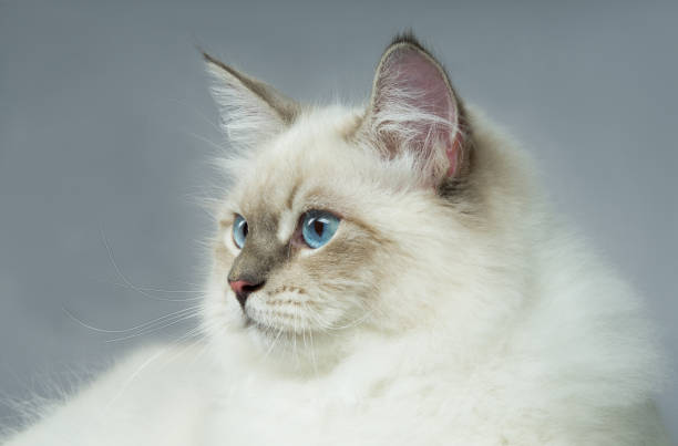 Portrait of a  Siberian kitten stock photo