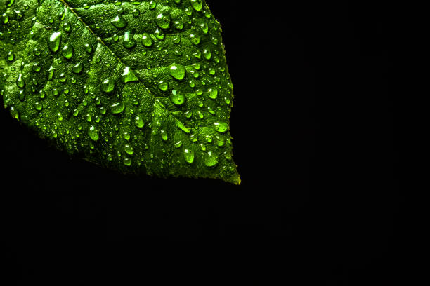 Photo of Water drops on green leaf close up on black background isolated. Copy space