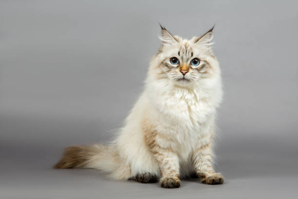 istock Portrait of a  Siberian kitten 1160830797