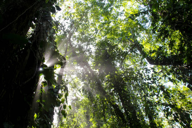 istock Pura Vida - This is beautiful Costa Rica 1160830868