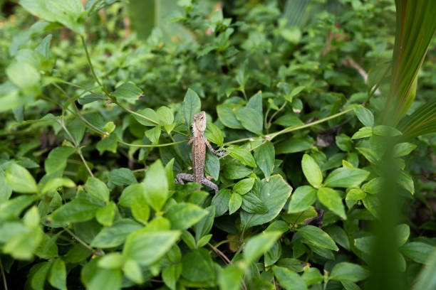 istock Lizard sitting in tropical leaves waiting for food 1160830897
