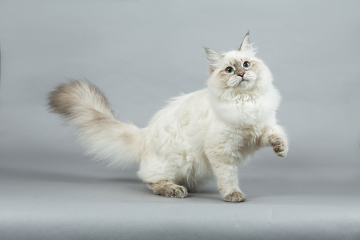 Portrait of a Siberian kitten on a grey background