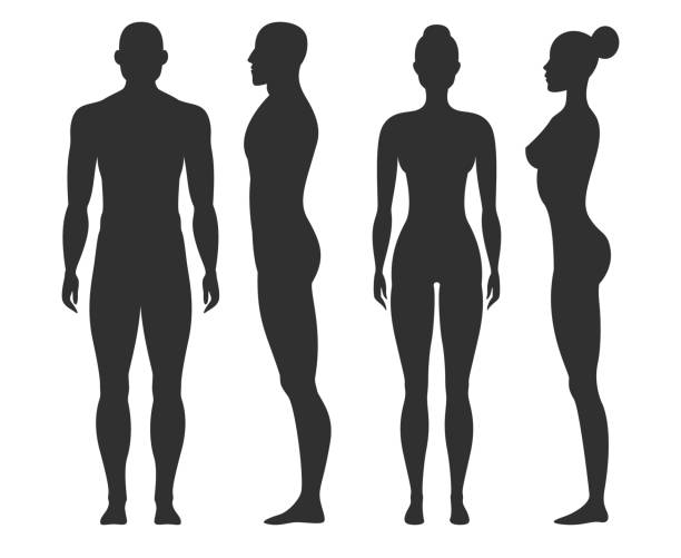 Man and woman silhouettes. Human body outline shapes in side and front view. Standing male and female figures vector isolated set Man and woman silhouettes. Human body outline shapes in side and front view. Standing male and female figures vector isolated stand guy naked fitness collection bare bosom pic stock illustrations