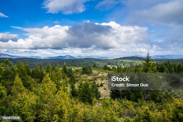 Montenegro Untouched Endless Alpine Nature Landscape Of Conifer Trees And Hills In Southern Direction From Peak Of Mount Curevac At Dawn In Durmitor National Park Near Zabljak Stock Photo - Download Image Now