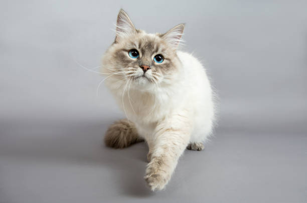 istock Portrait of a  Siberian kitten 1160831217