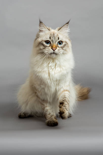 istock Portrait of a  Siberian kitten 1160831359