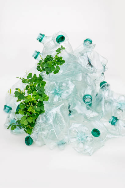 greens wraps and grows on empty plastic bottles. sort garbage. ecosystem recovery - tailings container environment pollution imagens e fotografias de stock