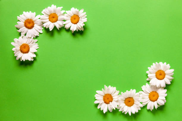 istock Chamomiles on green paper background 1160831989