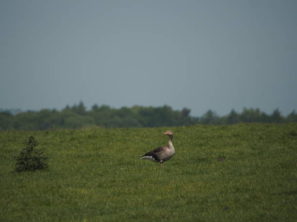 istock A Greylag Goose in Yorkshire. 1160832031