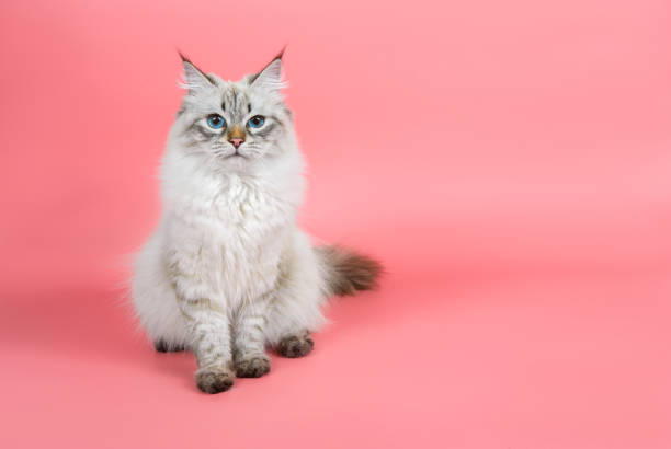 Portrait of a  Siberian kitten Portrait of a Siberian kitten on a pink background siberian cat photos stock pictures, royalty-free photos & images