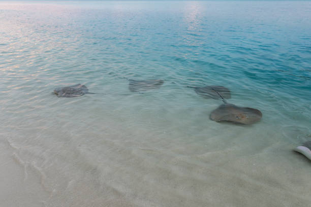 istock Stingrays swam to shore to enjoy a delicious meal 1160832191