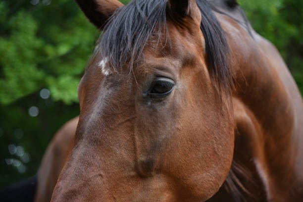 istock Muzzle of a big brown horse, close-up 1160832463