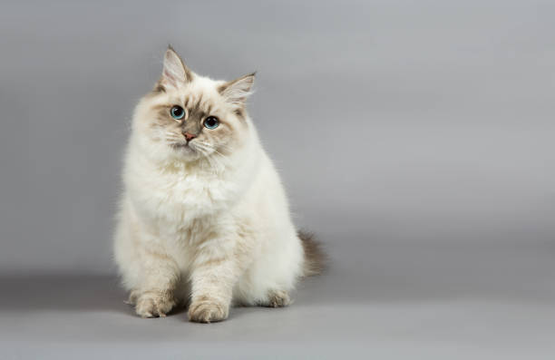 istock Portrait of a  Siberian kitten 1160832618